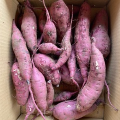 ⑤美味しいさつまいも仕上がりました！5キロ入りサービスで多めに入れさせていただきますの画像