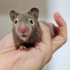 ゴールデンハムスター③