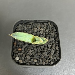 アガベ　チタノタ　魔丸の画像