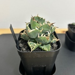 アガベ　チタノタ　魔丸の画像