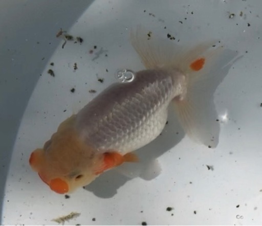 らんちゅう 2匹 取引中