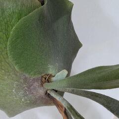 【コルク付】ビカクシダ　ヒリープミラ(P. hillii 'Pumila' )　観葉植物　コウモリラン　インテリアグリーンの画像