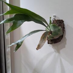 【コルク付】ビカクシダ　ヒリープミラ(P. hillii 'Pumila' )　観葉植物　コウモリラン　インテリアグリーンの画像
