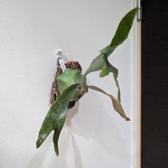 【コルク付】ビカクシダ　ヒリープミラ(P. hillii 'Pumila' )　観葉植物　コウモリラン　インテリアグリーンの画像