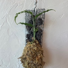 モンステラ オブリクア ペルーフォームの画像