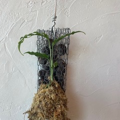 モンステラ オブリクア ペルーフォームの画像