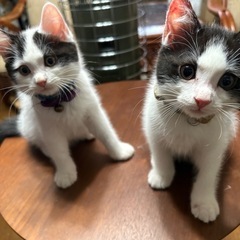 スコティッシュ✖️ハチワレ