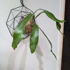 オシャレバスケット付！！ビカクシダ　ネザーランド(P. Netherlands)　観葉植物の画像