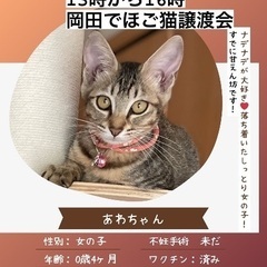 🌼岡田ほご猫譲渡会🌼 9月14日(日)13時〜16時