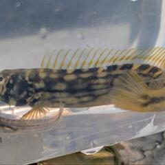 イダテンギンポの画像