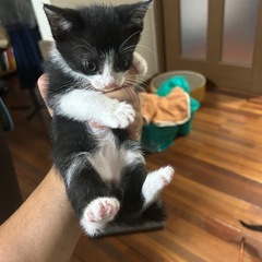 7月20日産まれの子猫達
