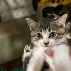 7月20日産まれの子猫