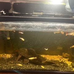 グッピー(購入者決定しました)の画像