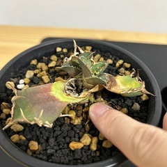 アガベ　チタノタ　シーザー　セットの画像