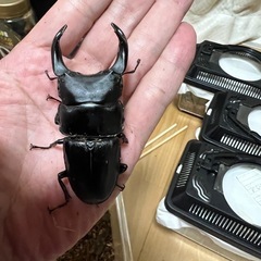 福岡　久留米産オオクワガタペアの画像