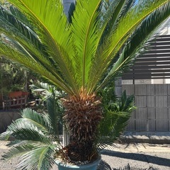 ソテツ　蘇鉄　大型　の画像