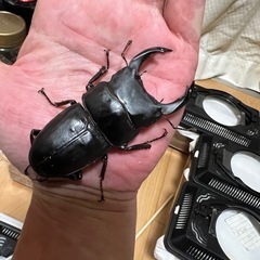 福岡、久留米産オオクワガタ　ペアの画像