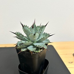 アガベ　八荒雷神の画像