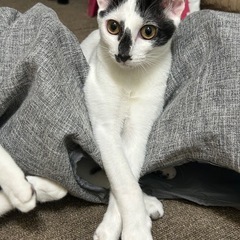 とにかく甘えたい！オハナちゃん🌺