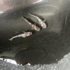 メダカ　墨狼　オス3匹+稚魚5匹の画像
