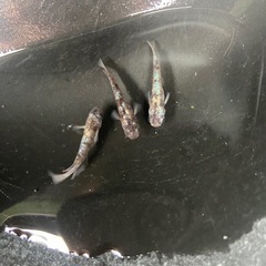 メダカ　墨狼　オス3匹+稚魚5匹の画像