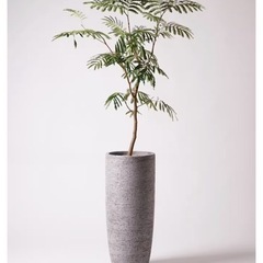 観葉植物　10号鉢の画像