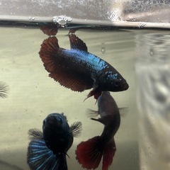 - ̗̀  ベタ　ブルードラゴン  ̖́‐の画像
