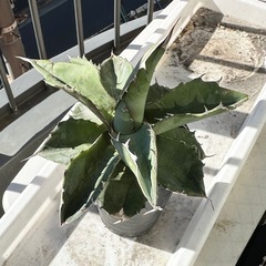 アガベチノチタブルーの画像