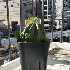 ユーフォルビア オベサ ピッコロの画像