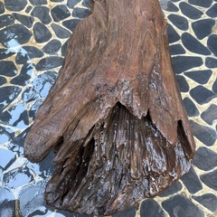 大型天然流木(煮沸・アク抜き)の画像