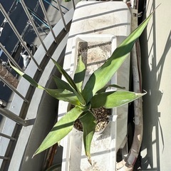 アガベ・チャザロイ　大株の画像