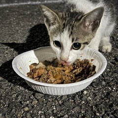 【再投稿】3ヶ月の白キジの子猫(メス)里親さん急募