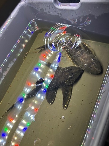 プレコ L155 約27cm 2匹　熱帯魚　プレコ
