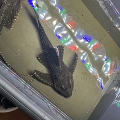 プレコ L155 約27cm 2匹　熱帯魚　プレコの画像