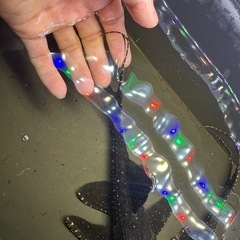 プレコ L155 約27cm 2匹　熱帯魚　プレコの画像
