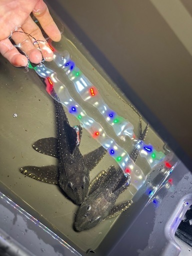プレコ L155 約27cm 2匹　熱帯魚　プレコ