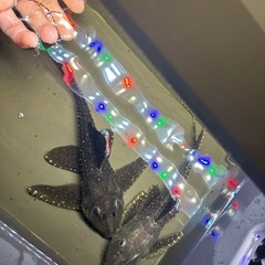 プレコ L155 約27cm 2匹　熱帯魚　プレコの画像