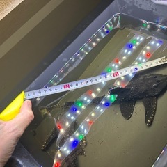 プレコ L155 約27cm 2匹　熱帯魚　プレコの画像