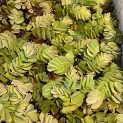 【浮き草】 『 オオサンショウモ 』 10株 の画像