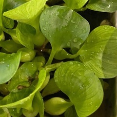  【浮き草】 『 ホテイアオイ 』 (布袋草) 4株の画像