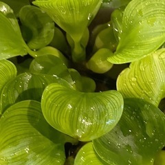  【浮き草】 『 ホテイアオイ 』 (布袋草) 4株の画像
