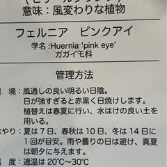 【ビザールプランツ】 『 フェルニア・ピンクアイ 』 カット苗3本 (ガガイモ科)の画像