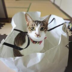 急募です