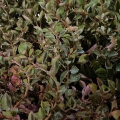 【アクアリウム水草】(水上葉-名称不明) 10本( 5.0〜10.0cm)の画像