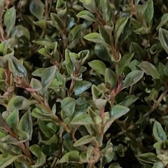 【アクアリウム水草】(水上葉-名称不明) 10本( 5.0〜10.0cm)の画像
