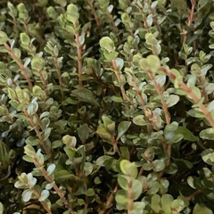 【アクアリウム水草】(水上葉-名称不明) 10本( 5.0〜10.0cm)の画像