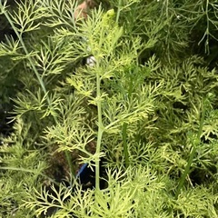 【水草/ 水上葉】 『 ラオススプライト 』 2本(10cm x 2本)の画像