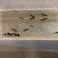 【 国産グッピー 】 『 フルブラック 』 ( 若魚・5匹)の画像