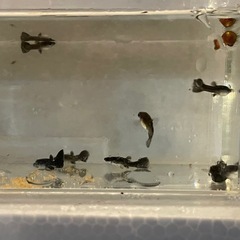【 国産グッピー 】 『 フルブラック 』 ( 若魚・5匹)の画像