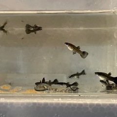 【 国産グッピー 】 『 フルブラック 』 ( 若魚・5匹)の画像